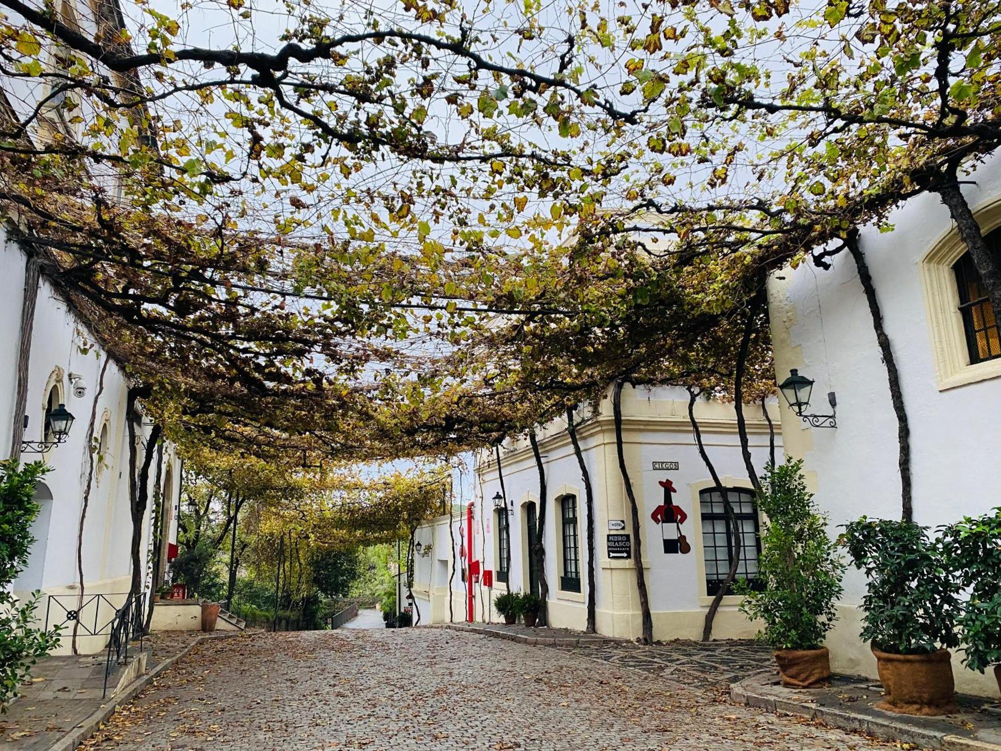 Apartament Atico Sonnenschein Jerez de la Frontera Zewnętrze zdjęcie